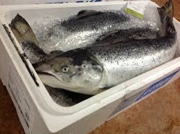Cá hồi tươi nguyên con - Norwegian Salmon
